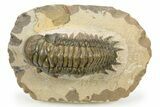 Detailed Crotalocephalina Trilobite - Atchana, Morocco #273061-2